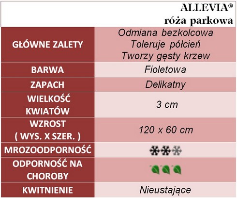 Allevia róże parkowe